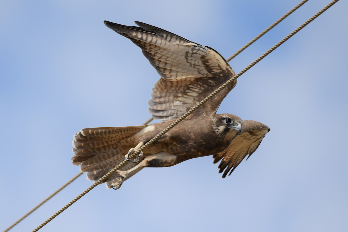 Brown Falcon - ML616006244