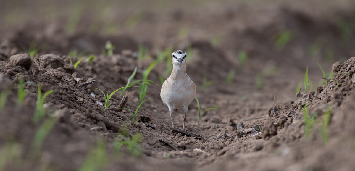 Mountain Plover - Simon Kiacz