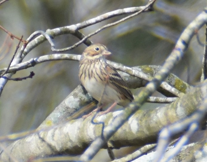 Vesper Sparrow - ML616006378