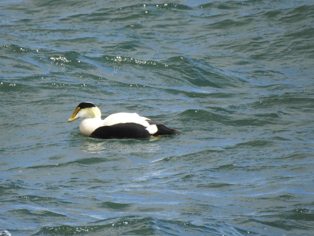 Common Eider - Fred MacKenzie