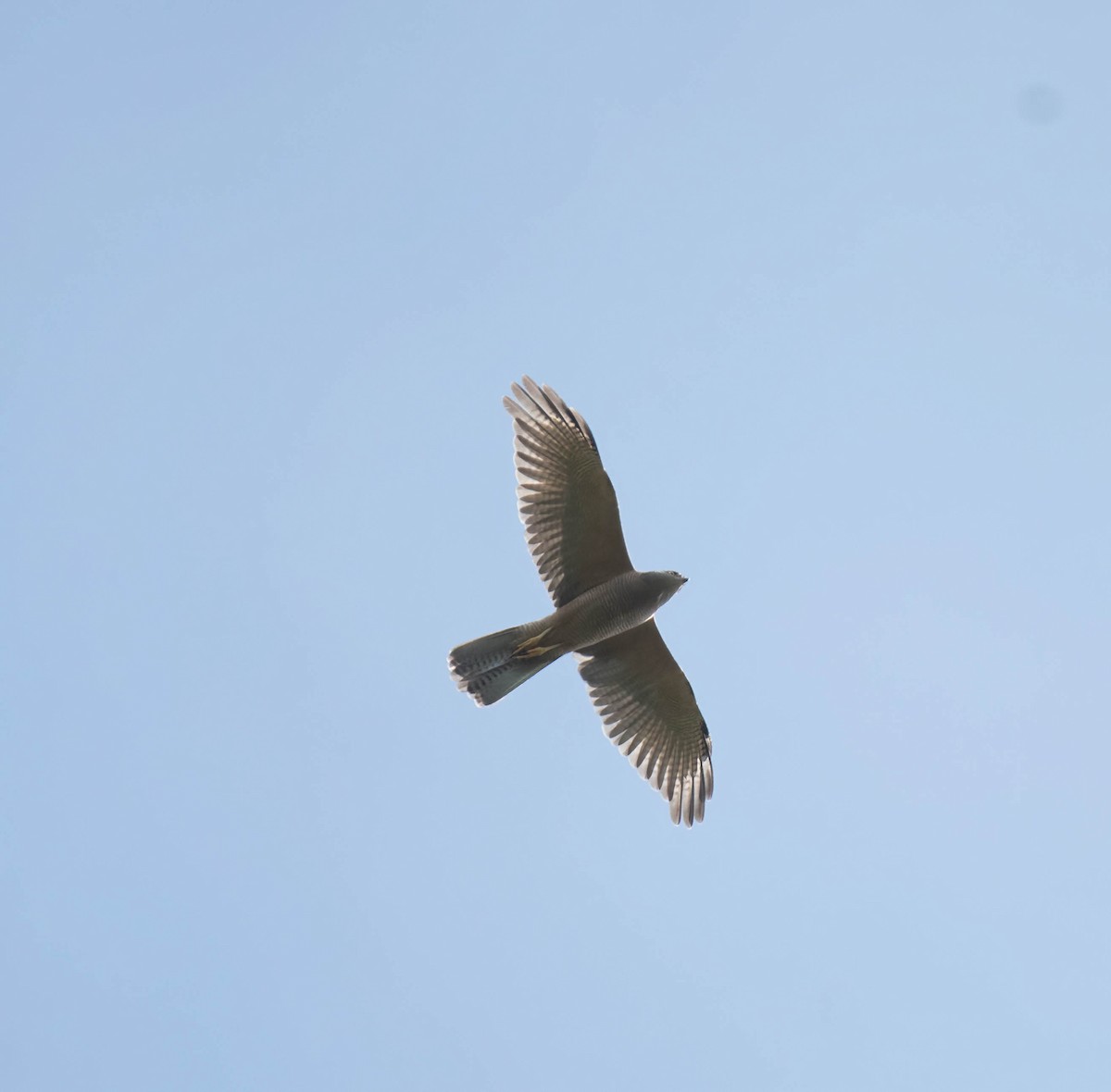 Brown Goshawk - Gordon Arthur