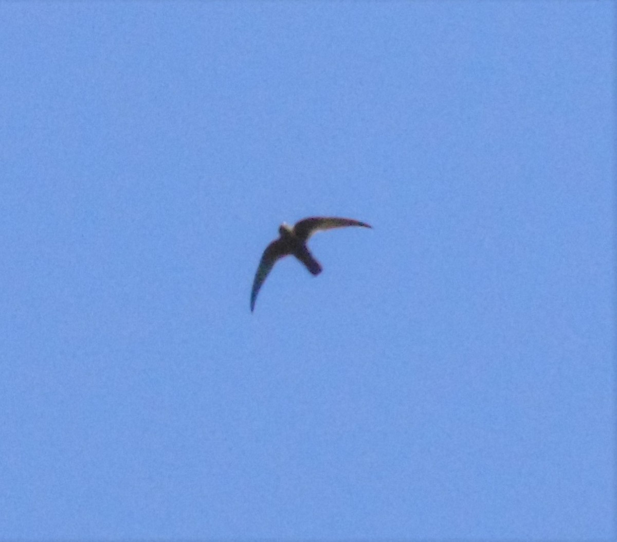 Rothschild's Swift - ML616006407