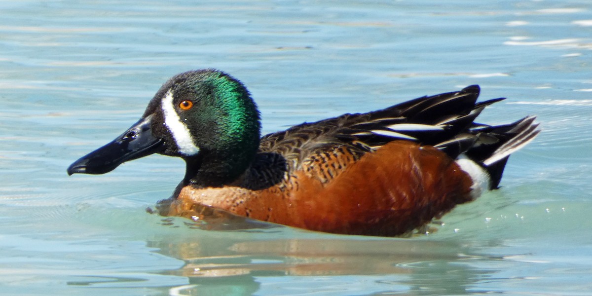 Cinnamon Teal x Northern Shoveler (hybrid) - ML616006436