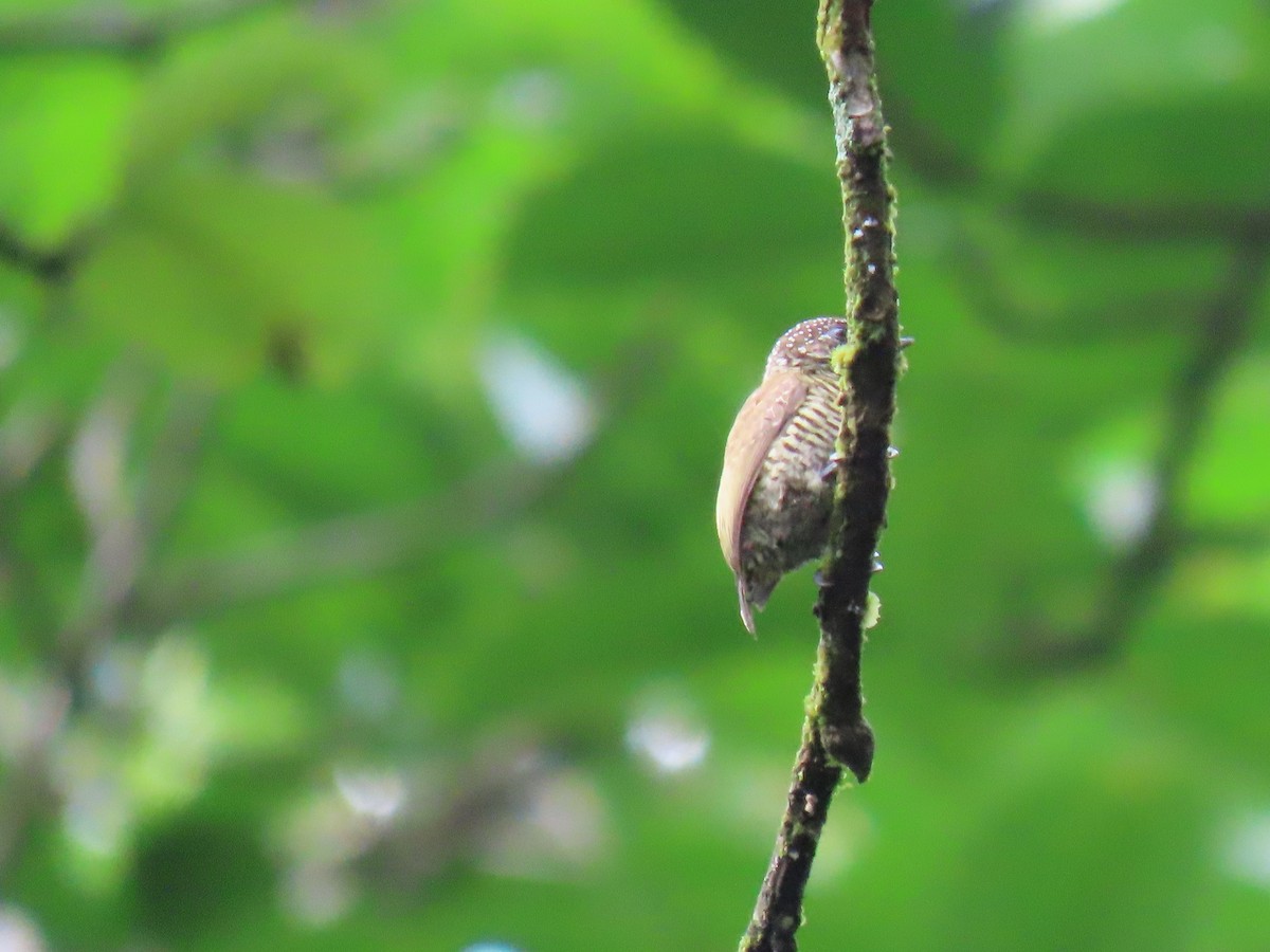 Lafresnaye's Piculet - ML616006437