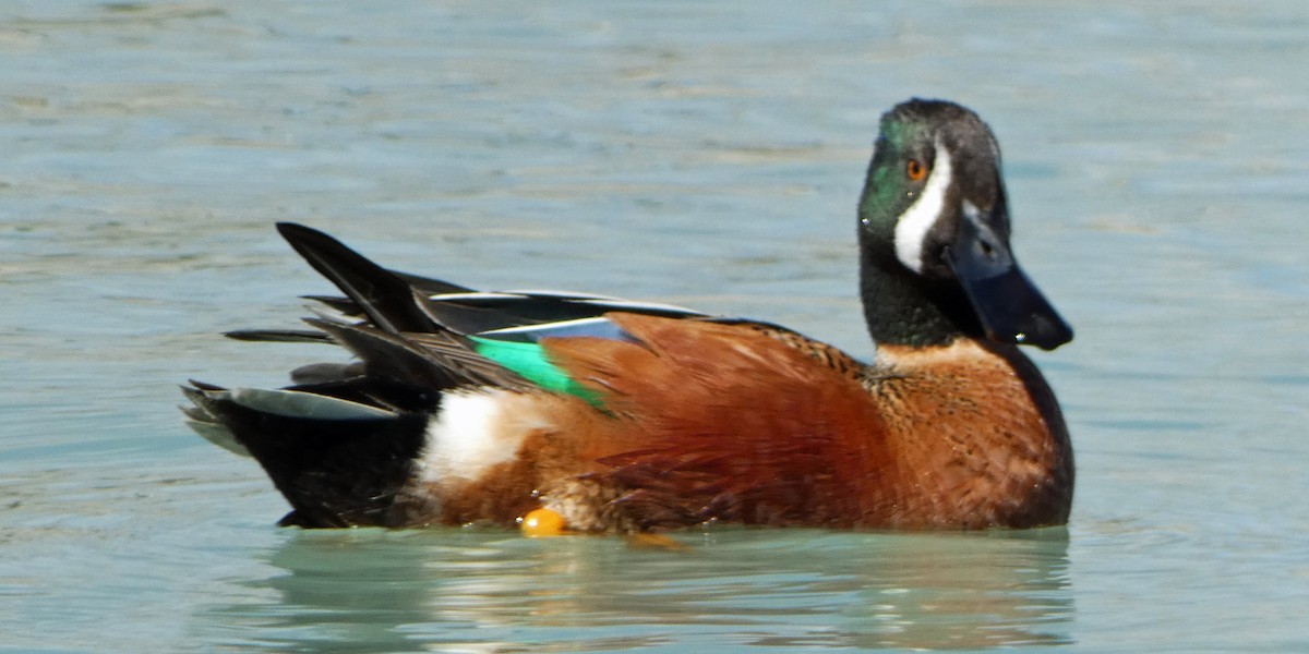 Cinnamon Teal x Northern Shoveler (hybrid) - ML616006447