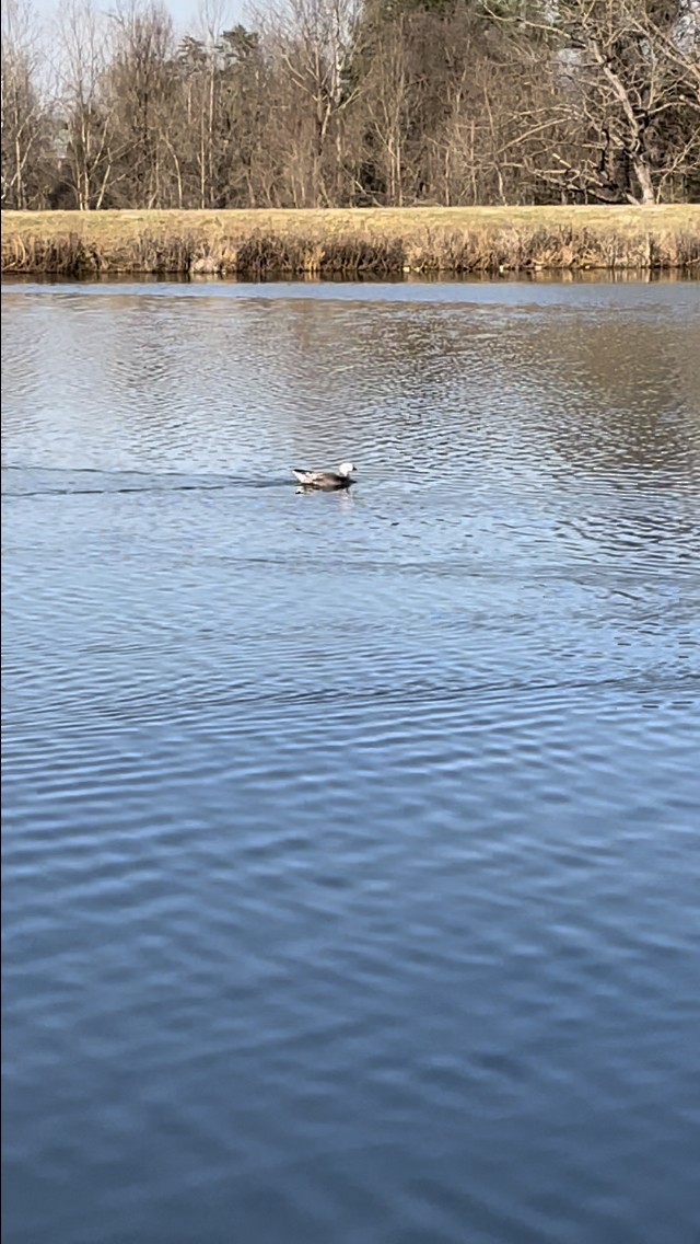 Snow Goose - John Fitzhugh