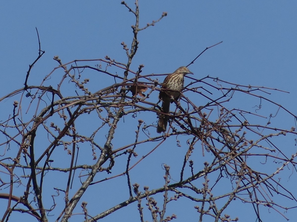 Brown Thrasher - ML616006540