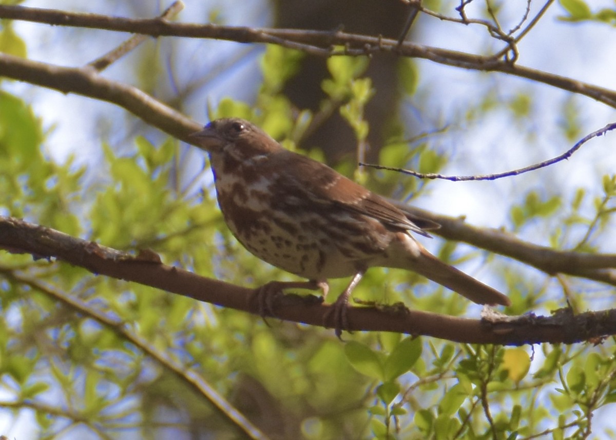 Fox Sparrow - ML616006561