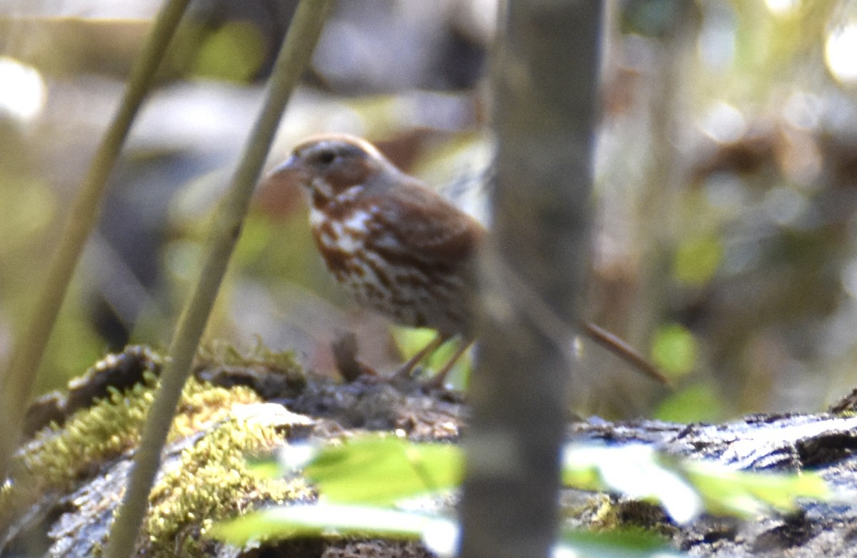 Fox Sparrow - ML616006562