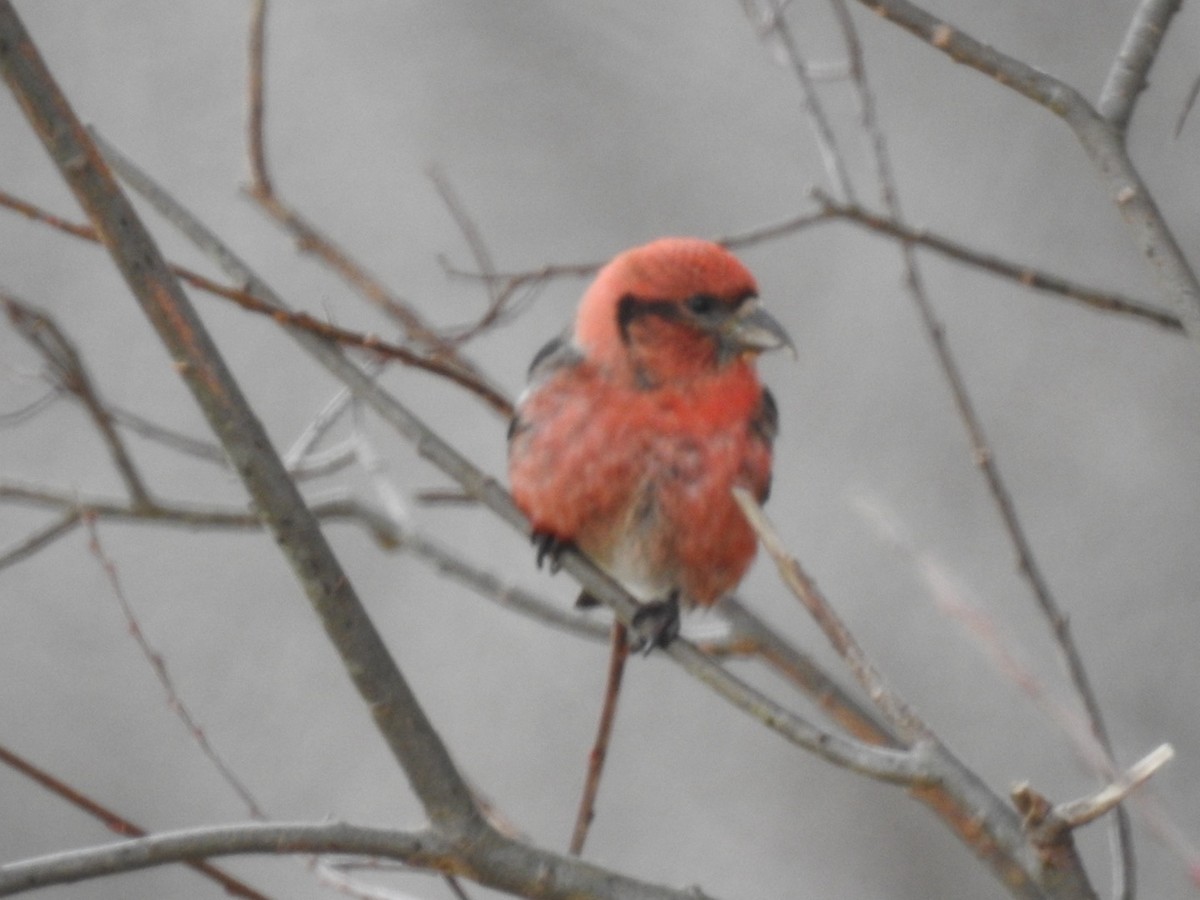 White-winged Crossbill - Fred MacKenzie