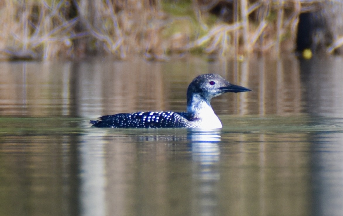 Common Loon - Paul Wallace
