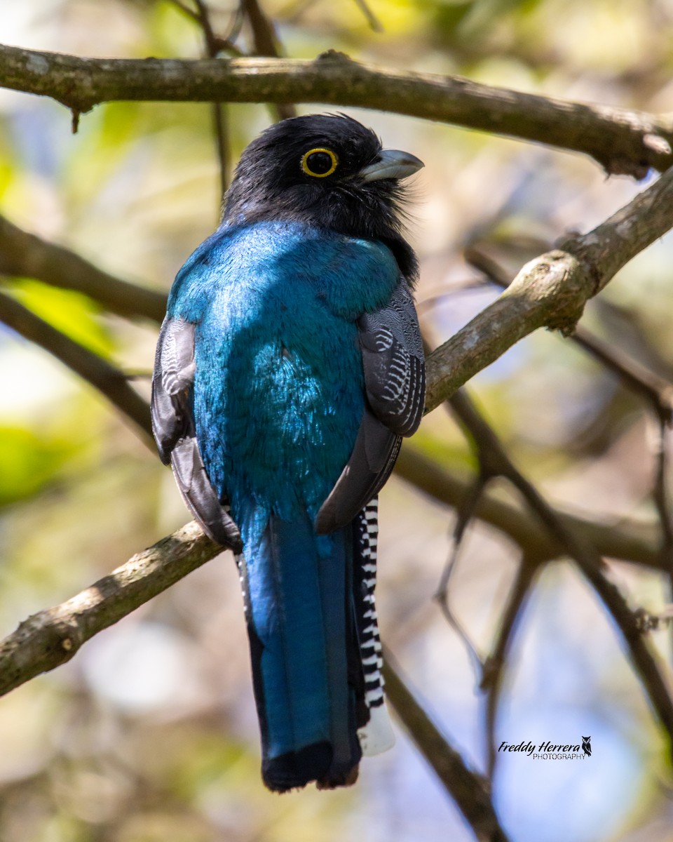 Gartered Trogon - Freddy Herrera