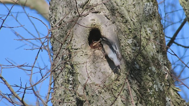 Sittelle à poitrine blanche (carolinensis) - ML616006611