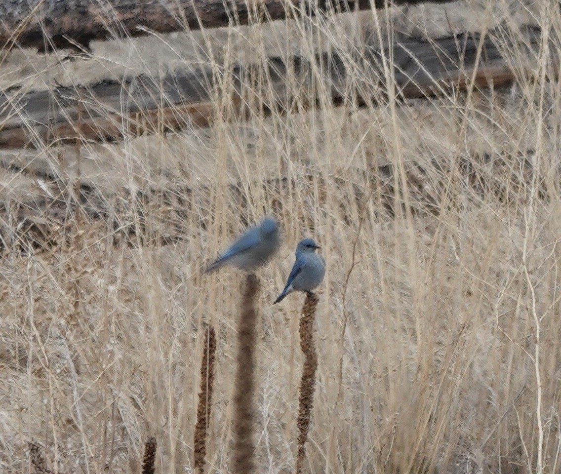 Mountain Bluebird - Patricia Cullen