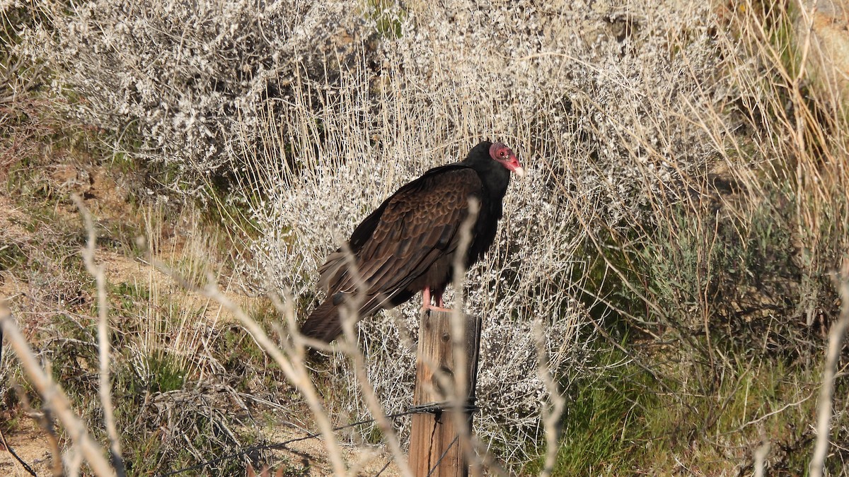 Turkey Vulture - ML616006684