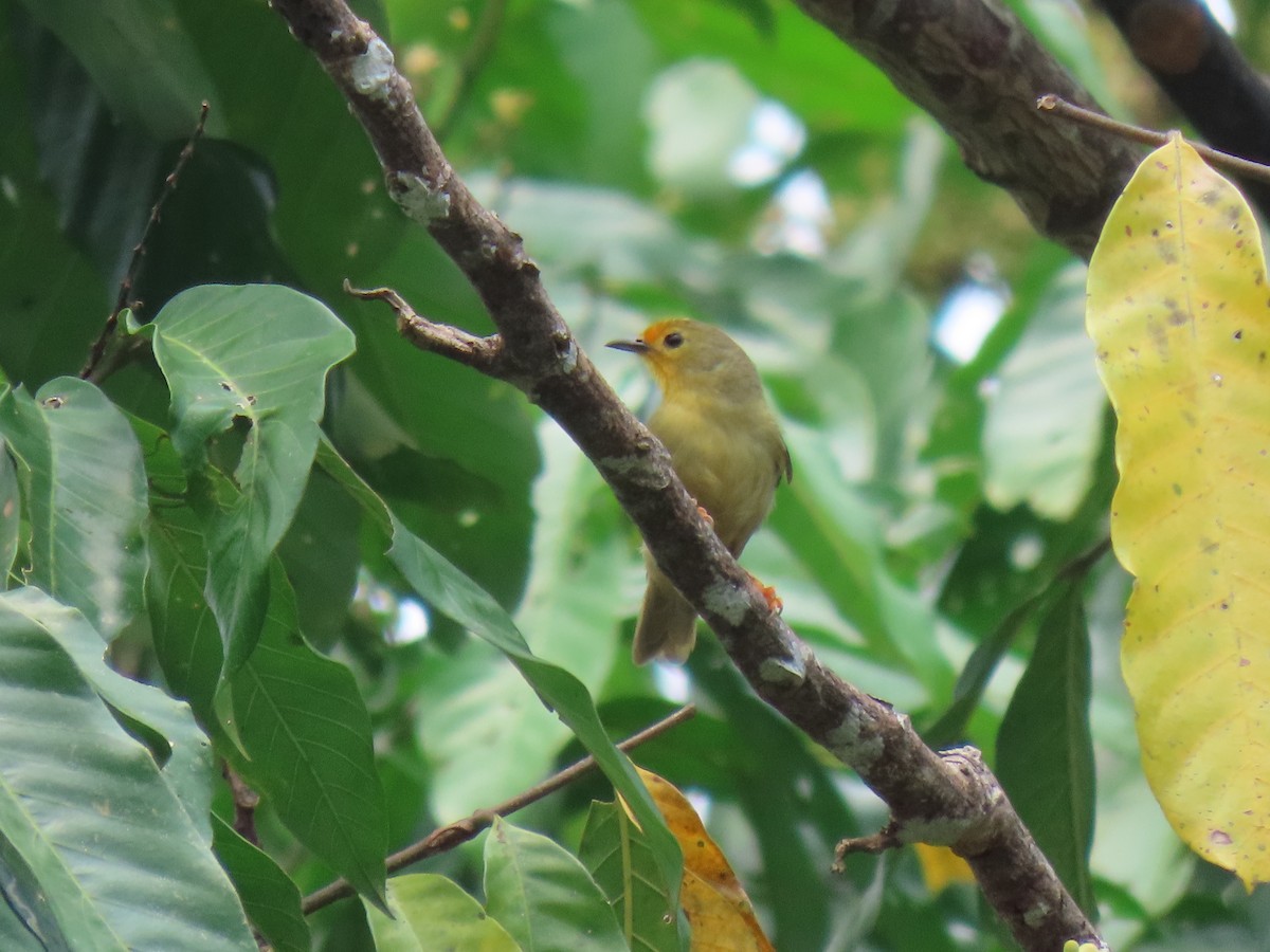 Orange-fronted Plushcrown - Jose Martinez De Valdenebro