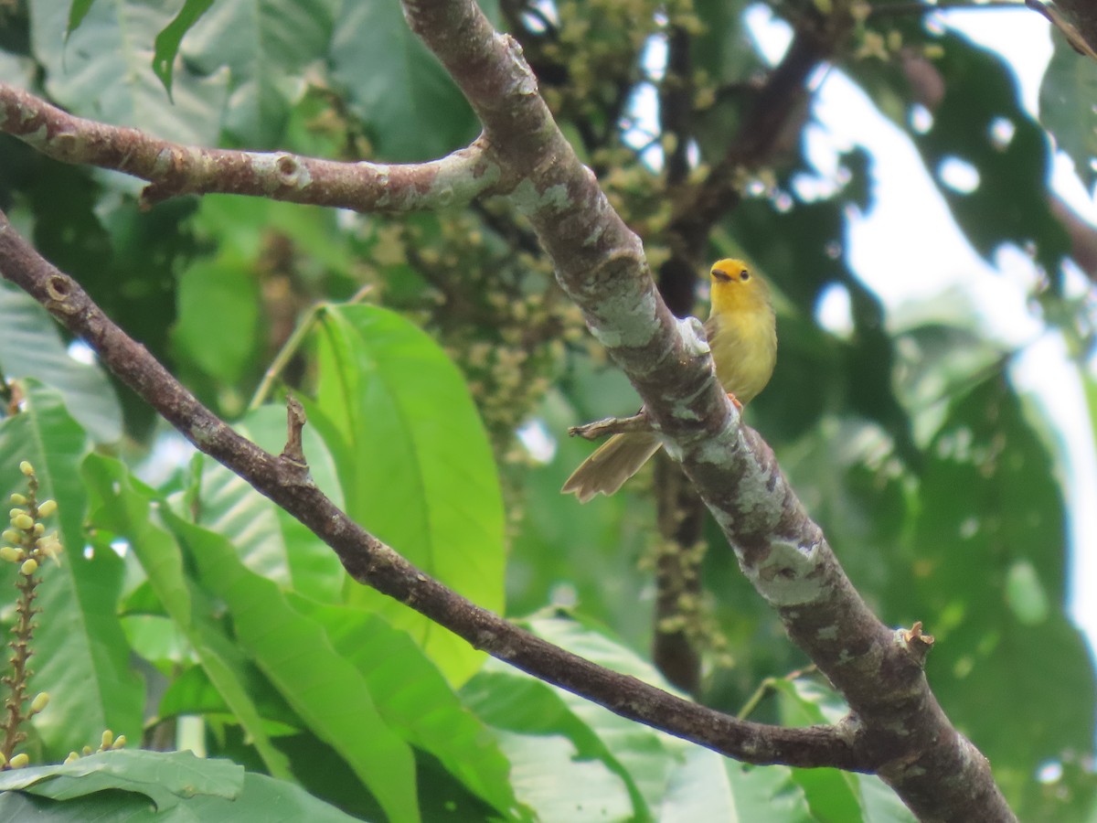 Orange-fronted Plushcrown - ML616006780