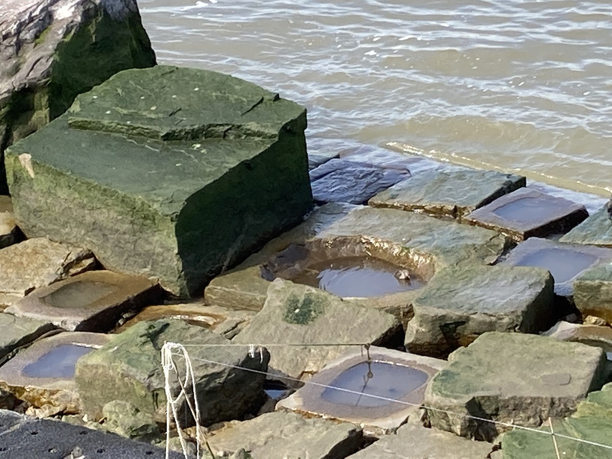 Purple Sandpiper - ML616006815