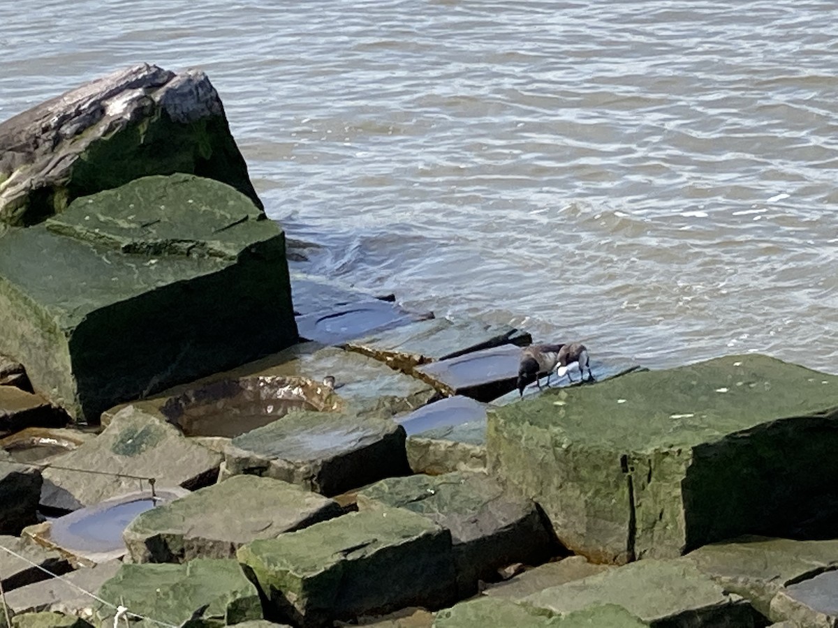 Purple Sandpiper - ML616006816