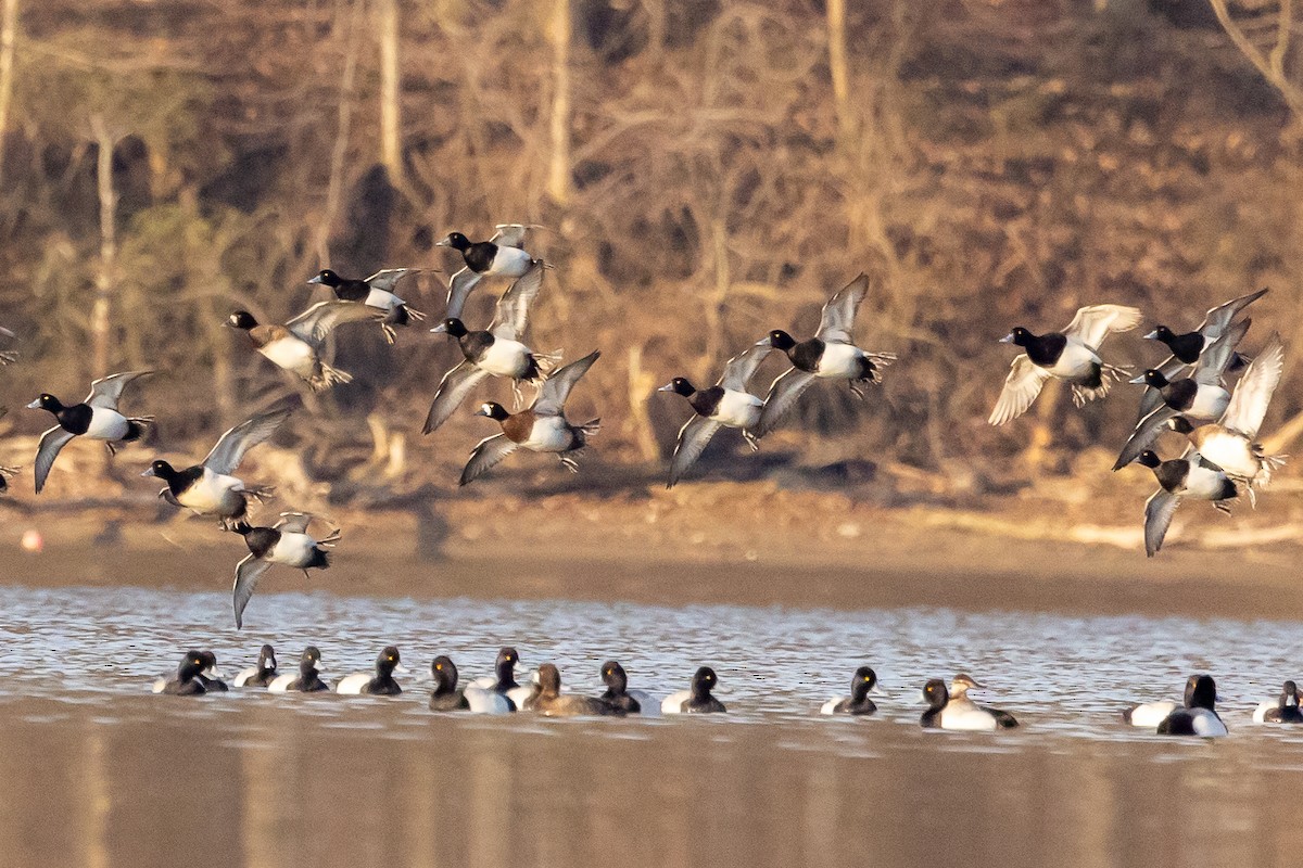 Lesser Scaup - ML616006828