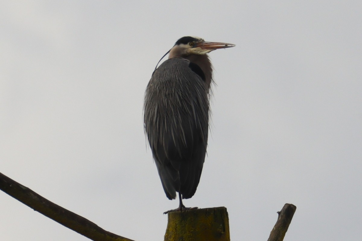 Great Blue Heron - ML616006867