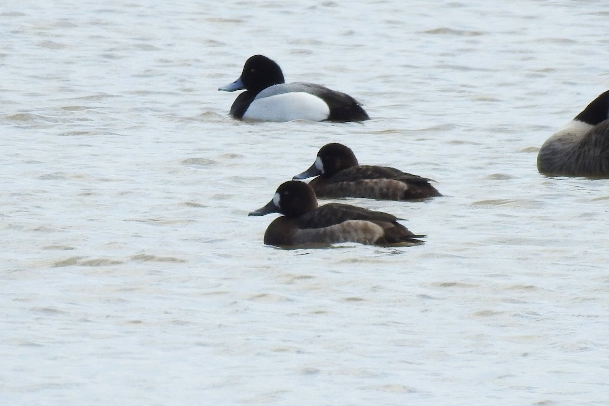 Greater Scaup - ML616006958