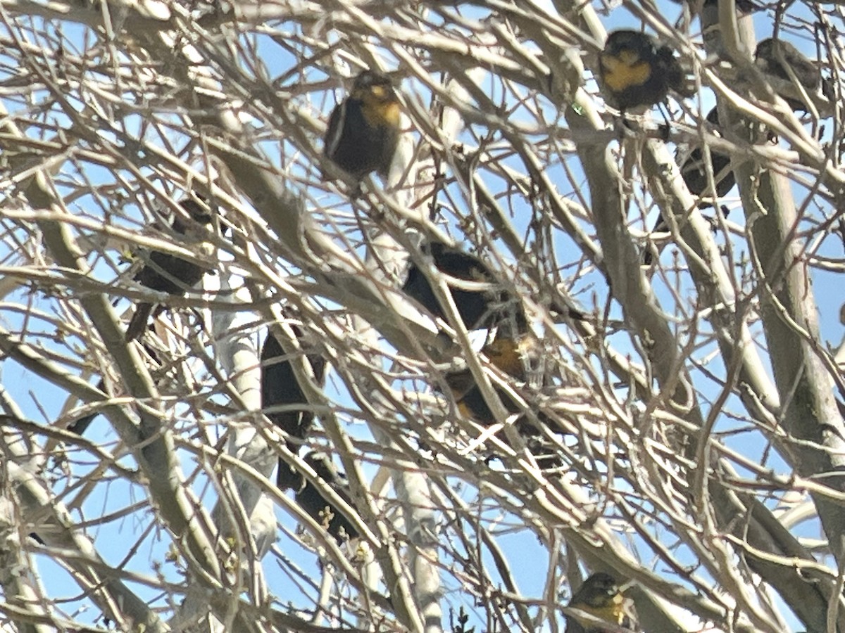 Yellow-headed Blackbird - Tim Rodenkirk