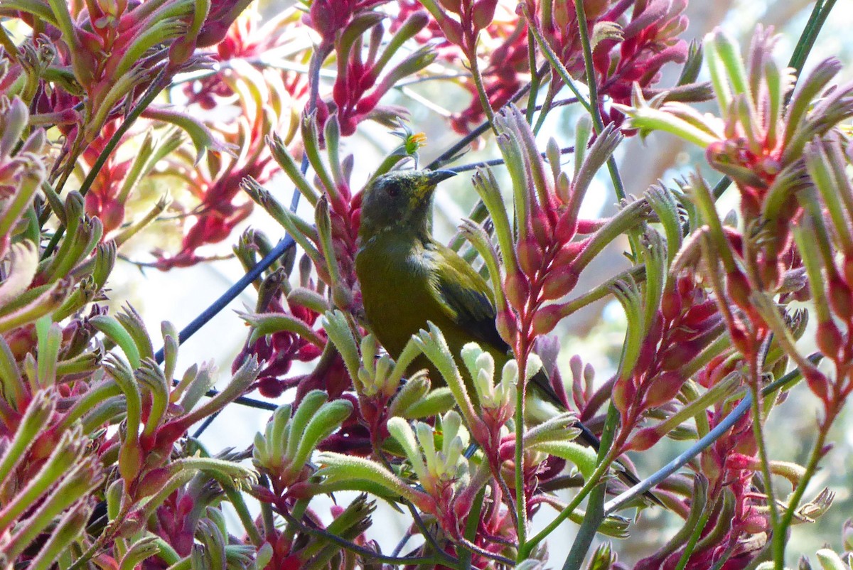 New Zealand Bellbird - ML616007033