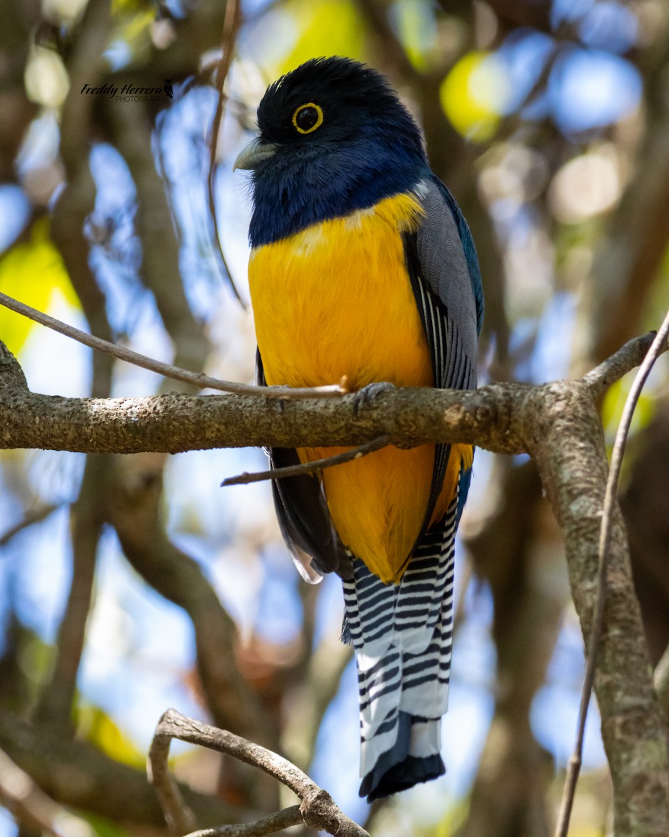 Gartered Trogon - Freddy Herrera