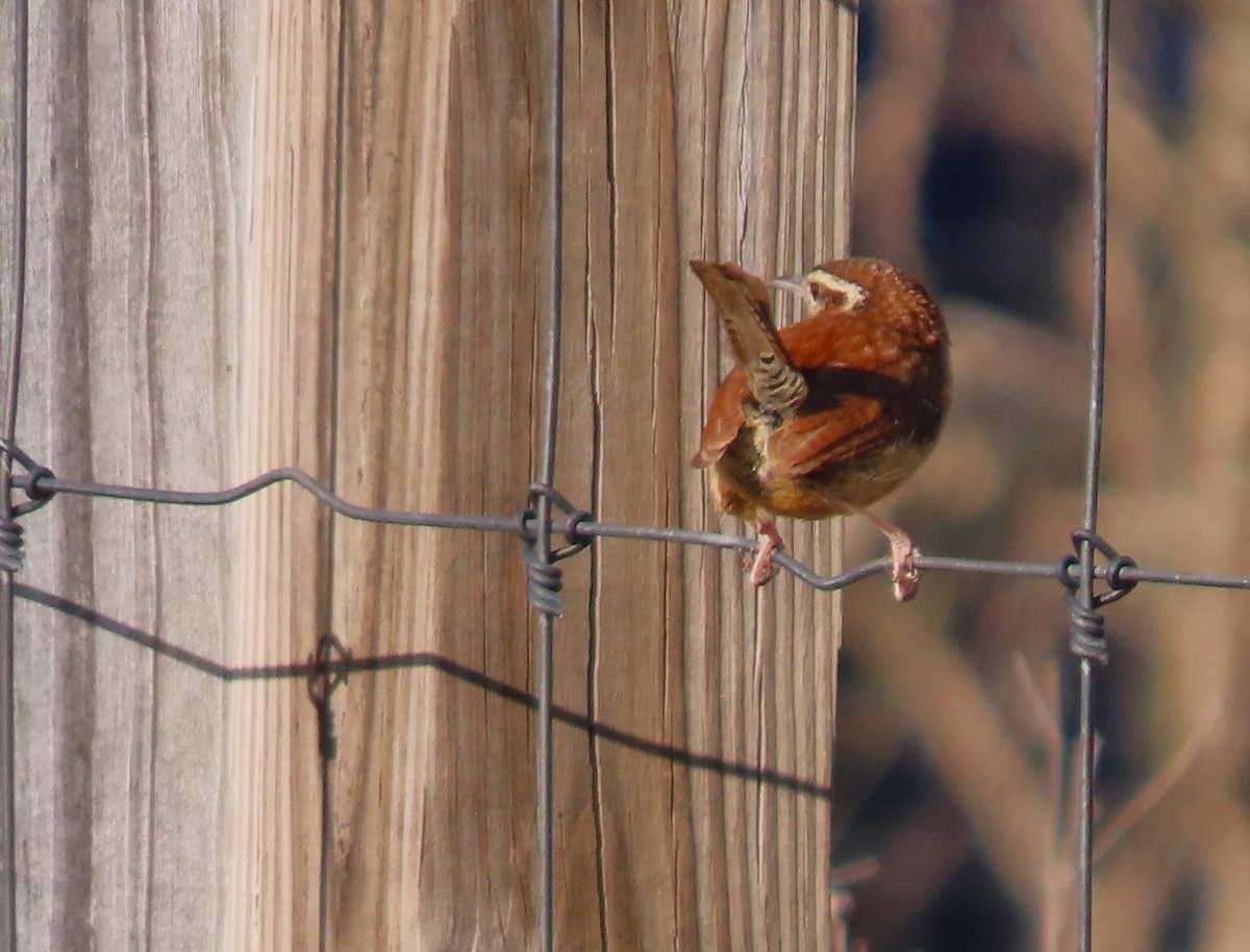 Carolina Wren - ML616007103