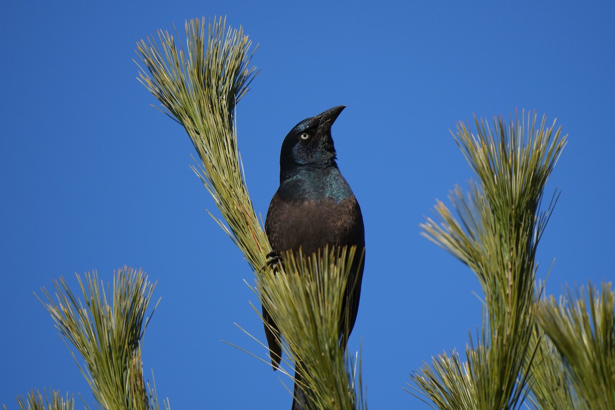 Common Grackle - ML616007104