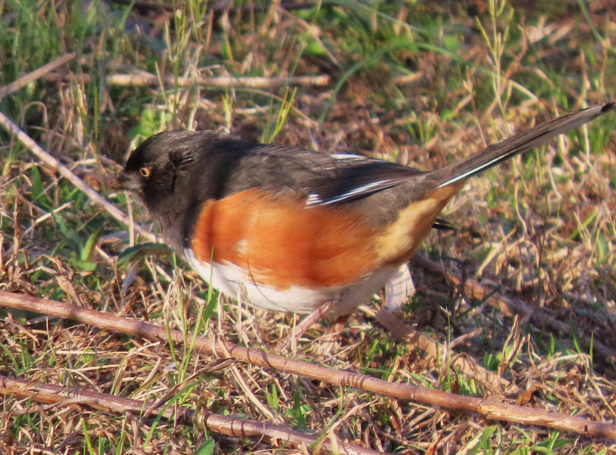 pipilo rudooký - ML616007110