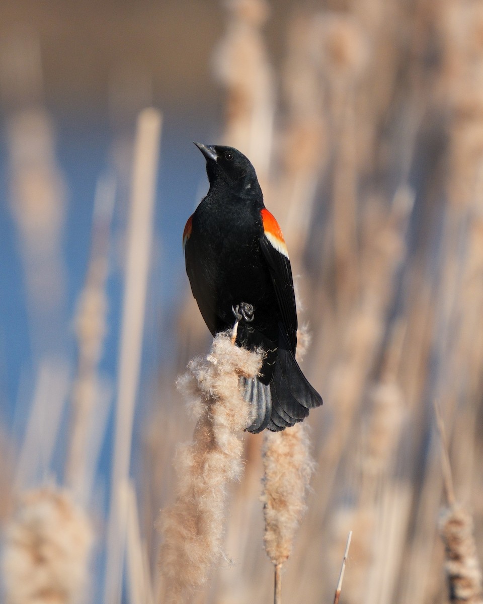 Red-winged Blackbird - Gilbert R