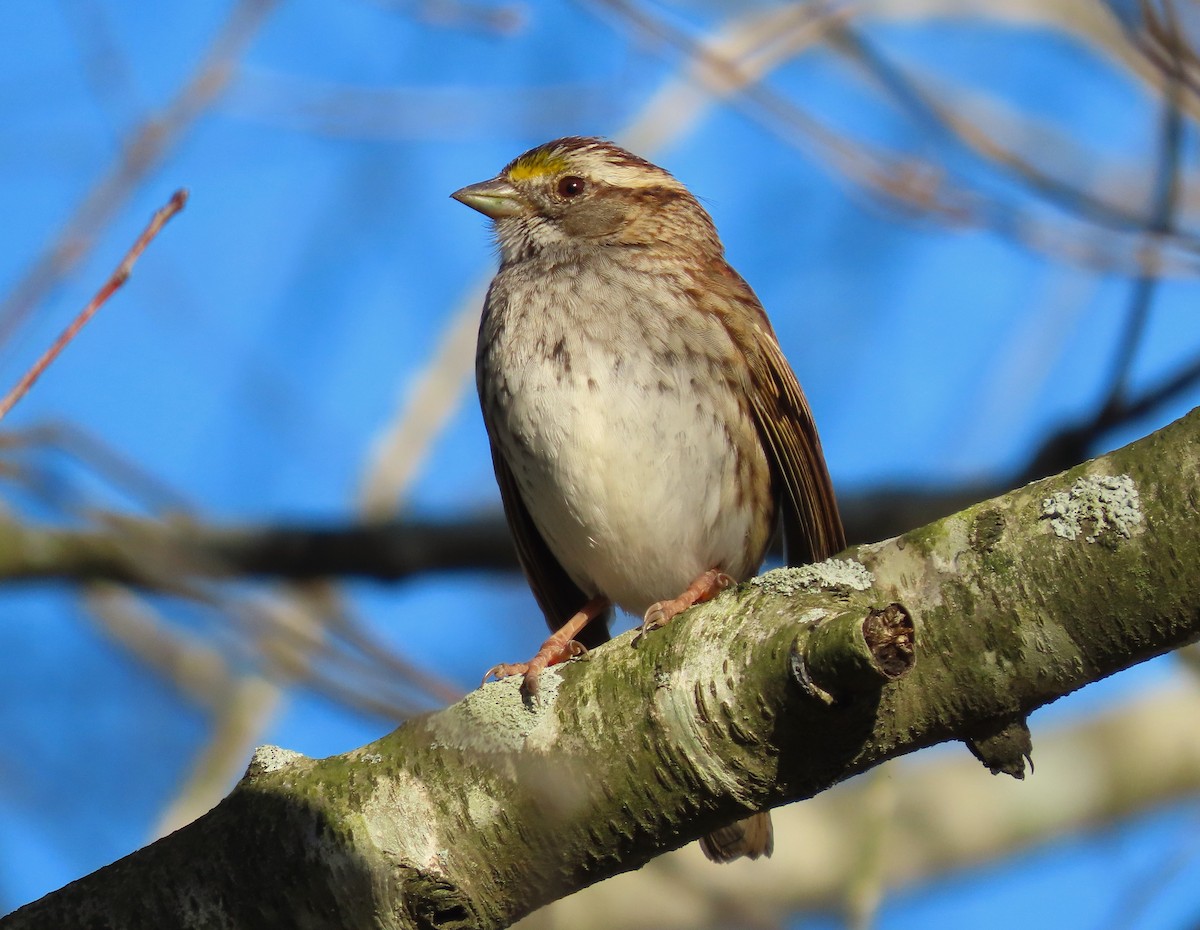 White-throated Sparrow - ML616007138