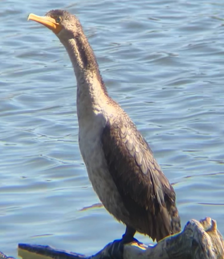 Double-crested Cormorant - ML616007213