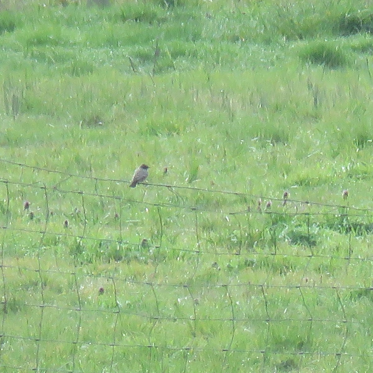 Say's Phoebe - Steve Giles