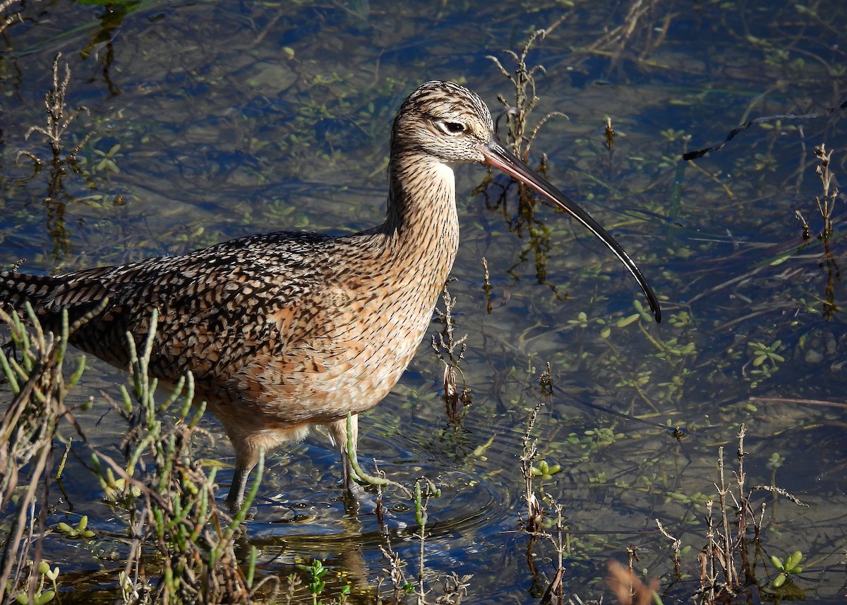 Long-billed Curlew - ML616007364