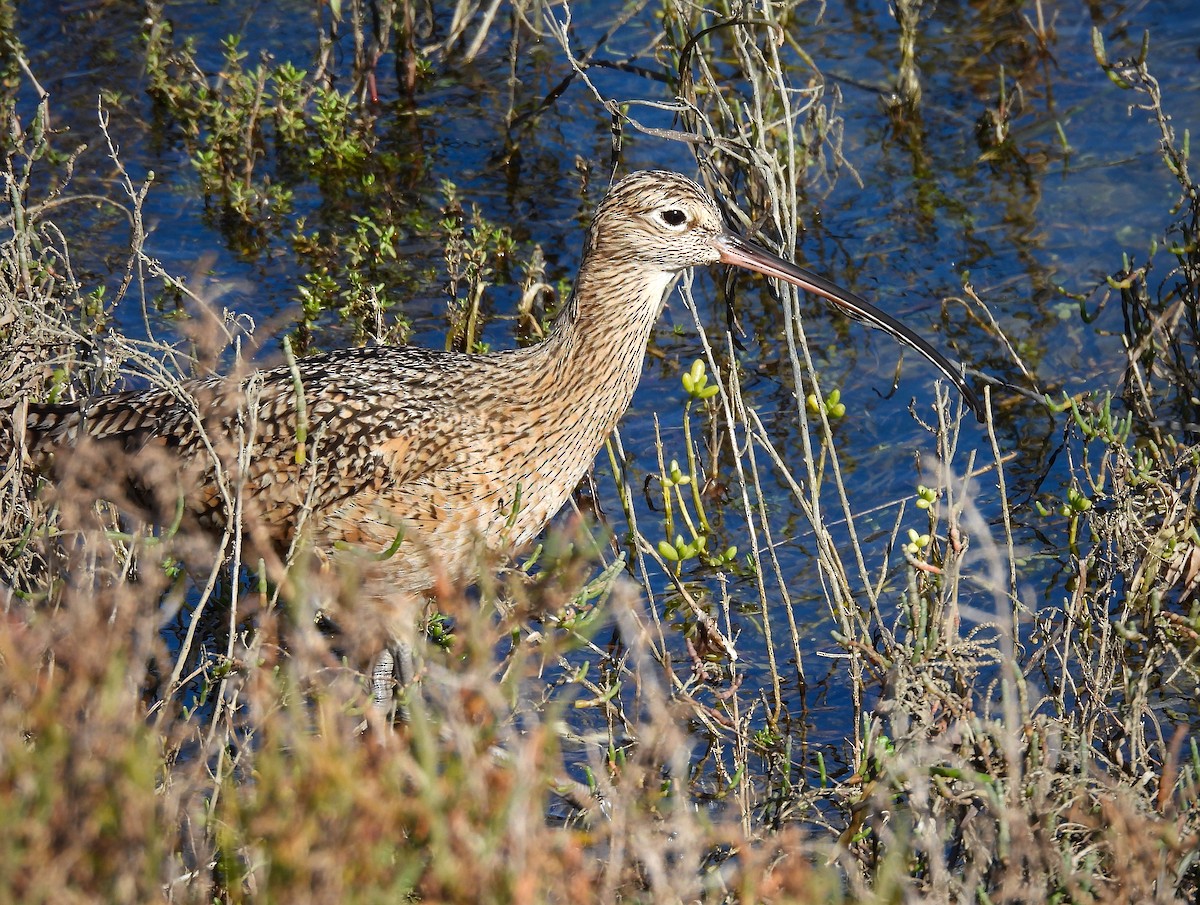Long-billed Curlew - ML616007365