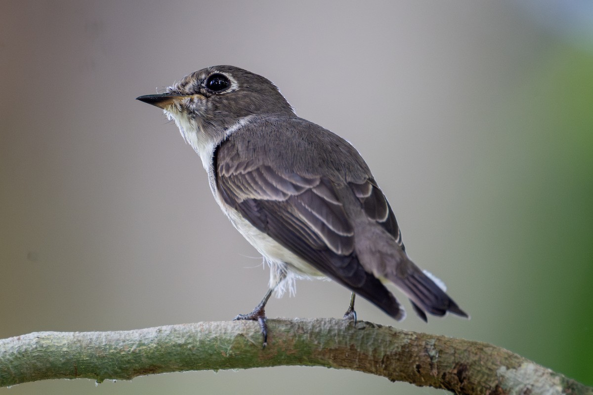 Dark-sided Flycatcher - Yifei Zheng