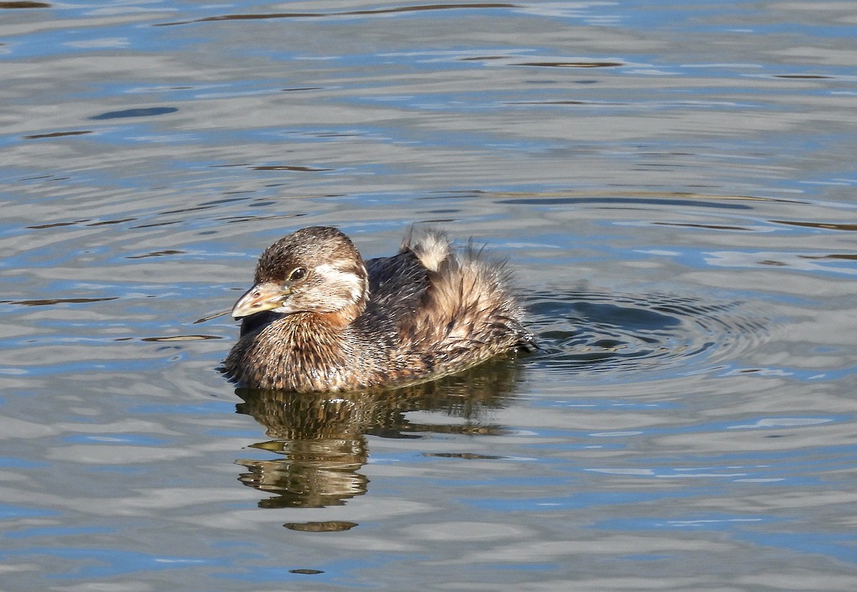 Pied-billed Grebe - ML616007382