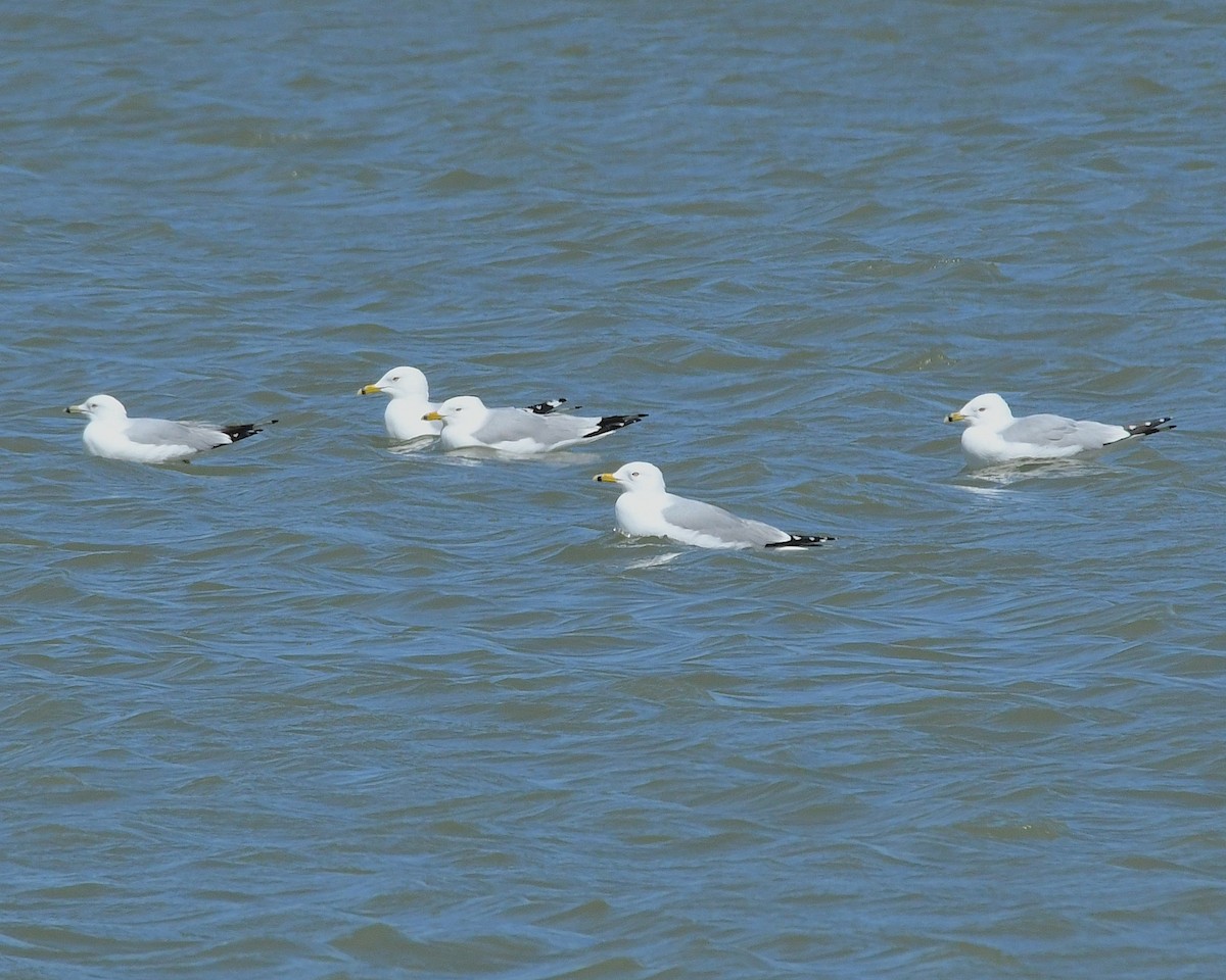 Ring-billed Gull - ML616007447