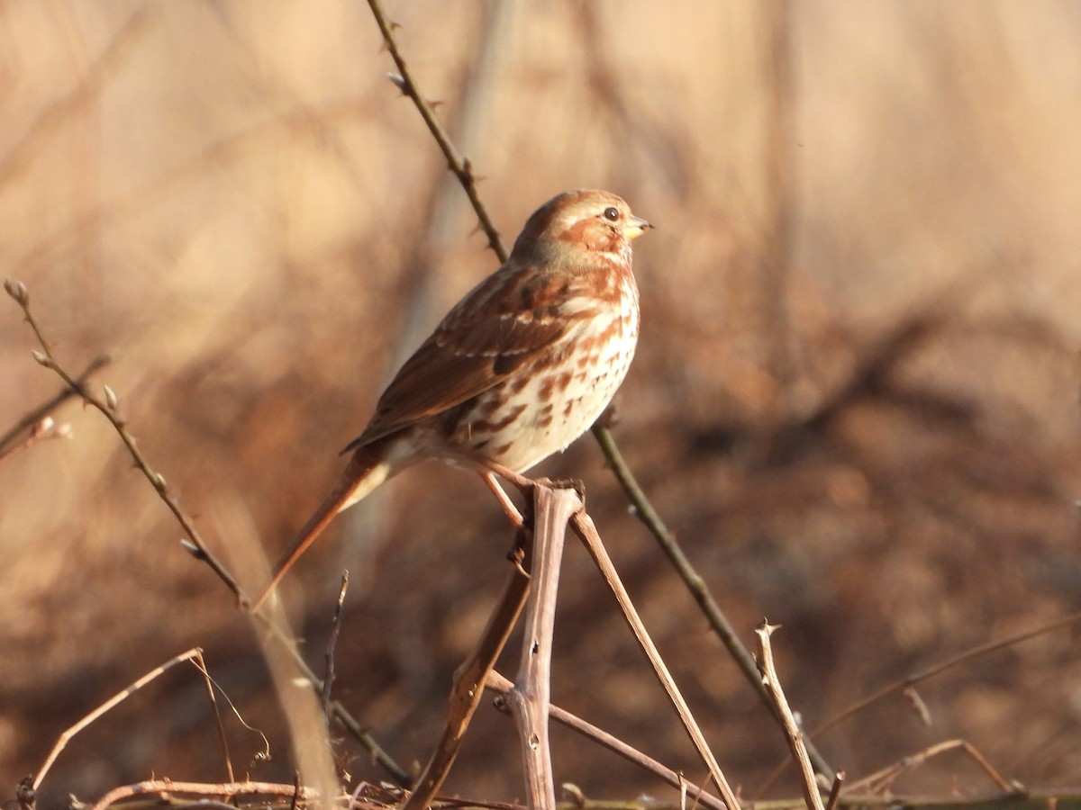 Fox Sparrow - ML616007461