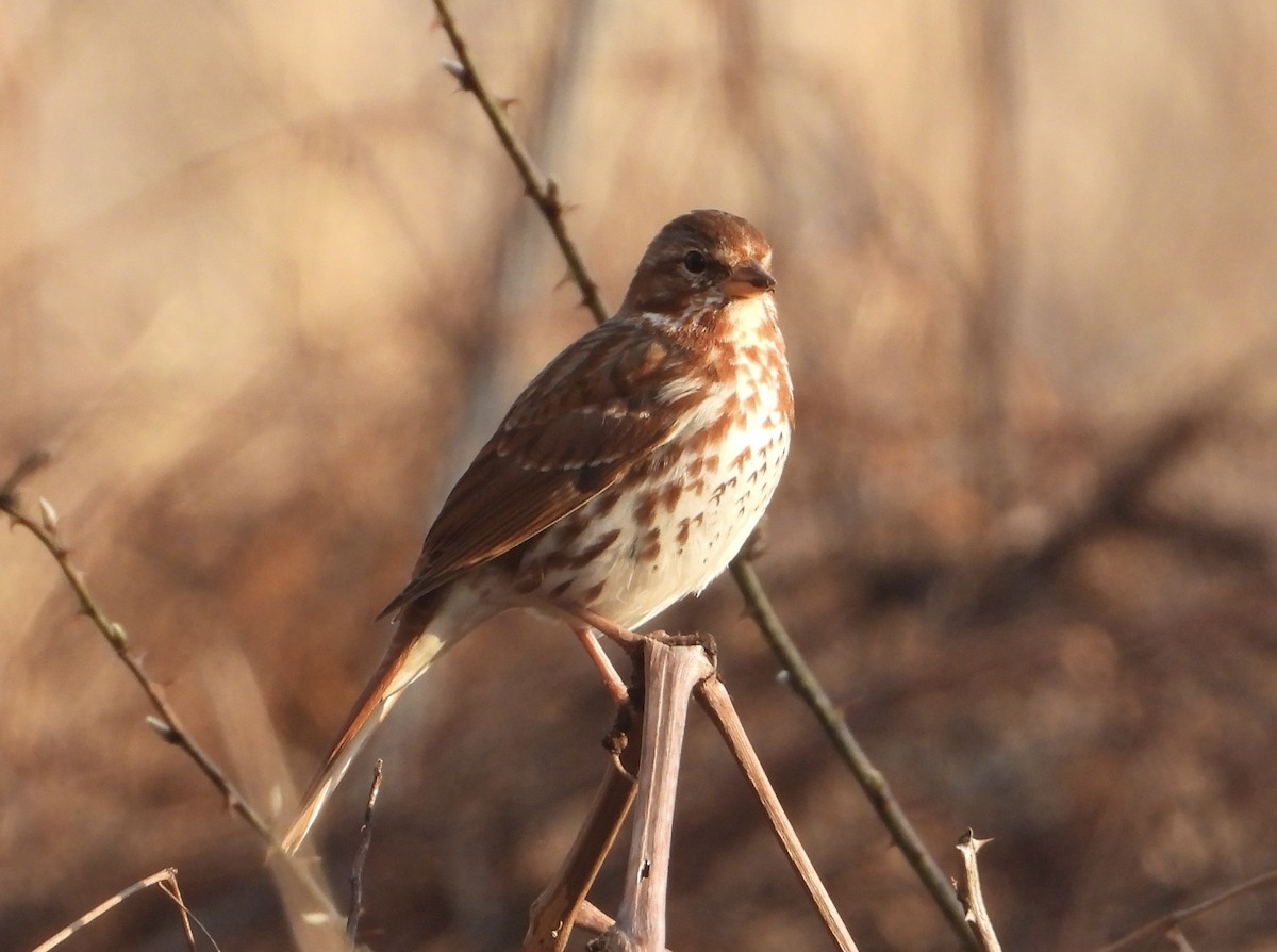 Fox Sparrow - ML616007462