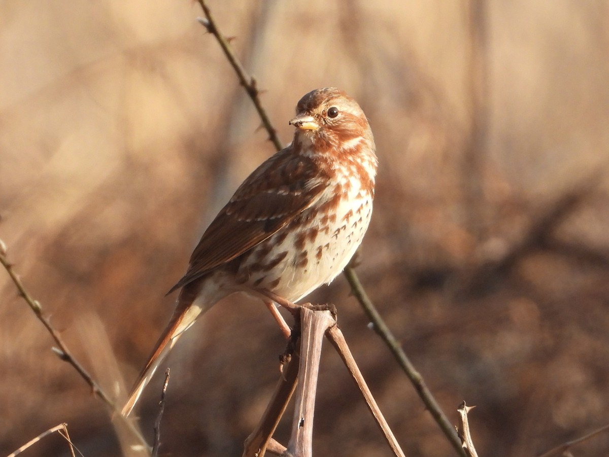 Fox Sparrow - ML616007463