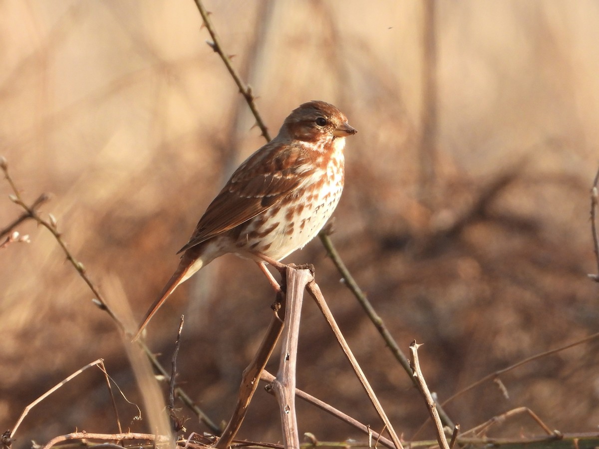 Fox Sparrow - ML616007464