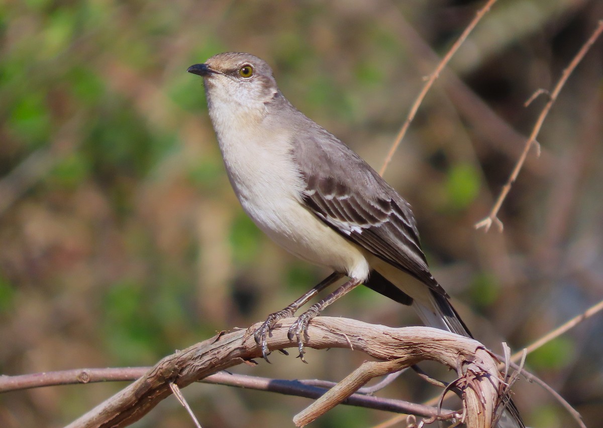 Northern Mockingbird - ML616007484