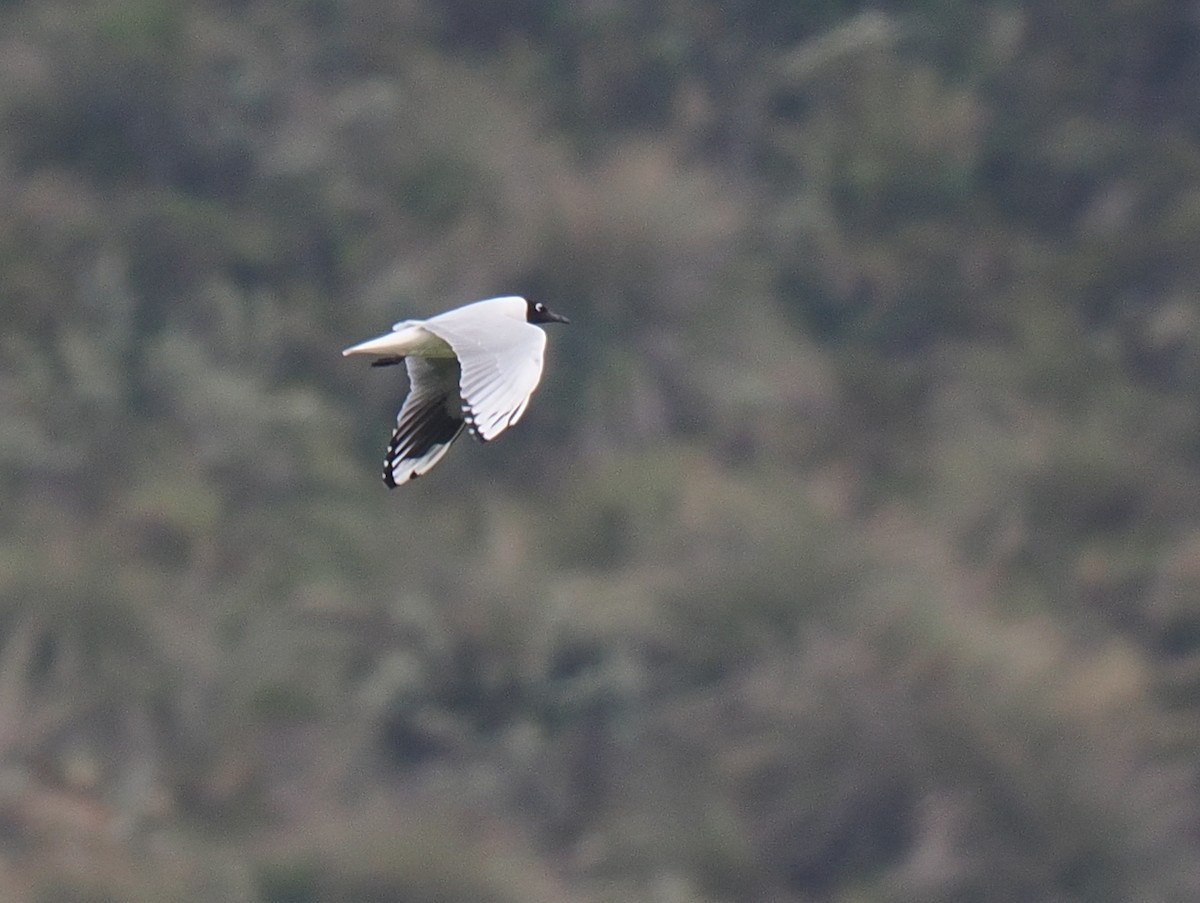 Andean Gull - ML616007498