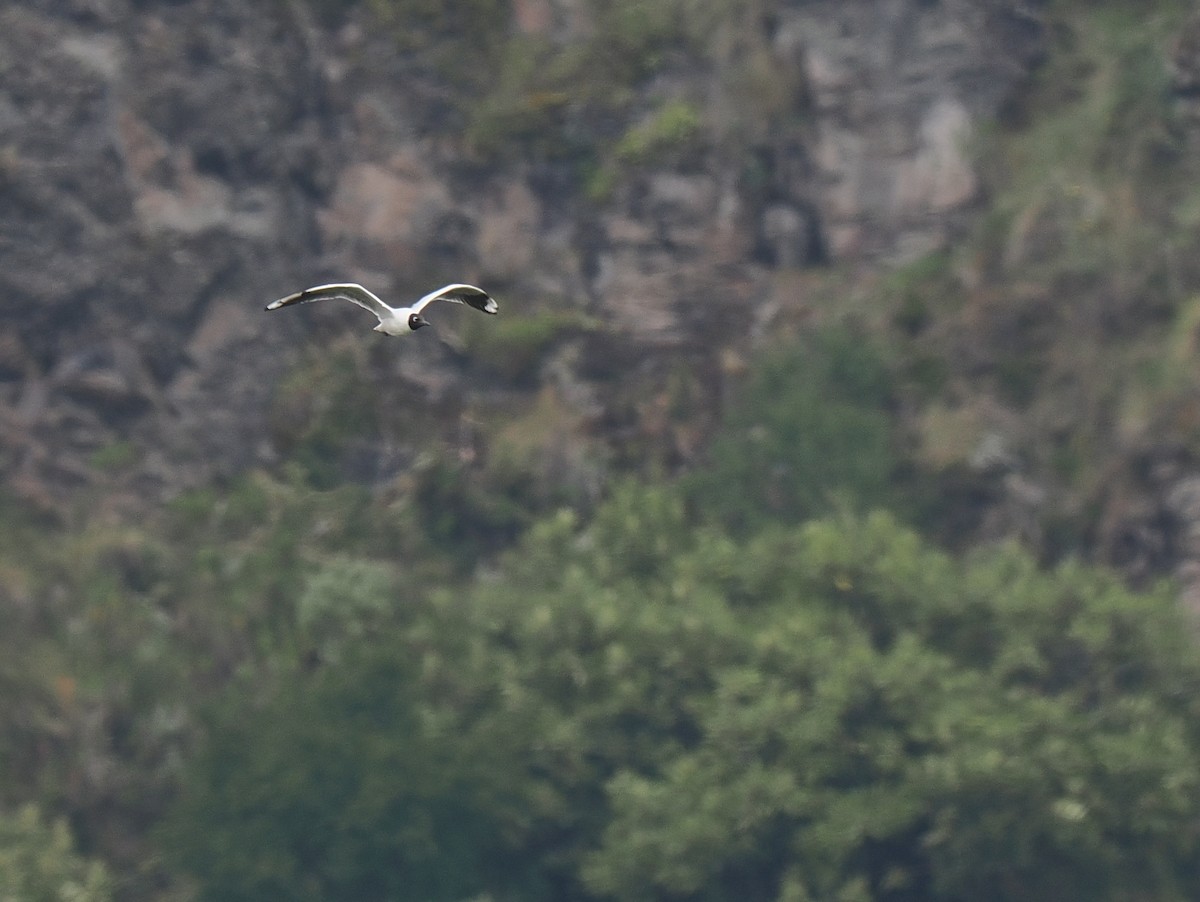 Andean Gull - ML616007499