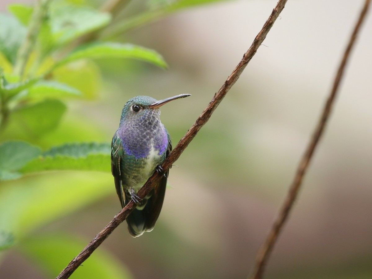kolibřík safírový (ssp. bartletti) - ML616007532