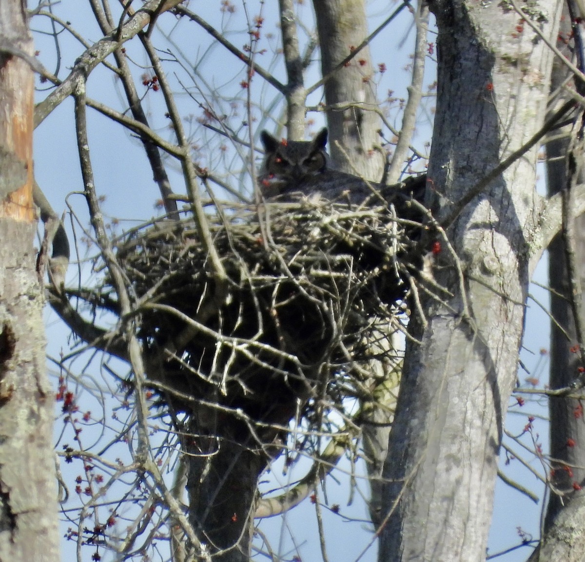 Great Horned Owl - Brenda Meese